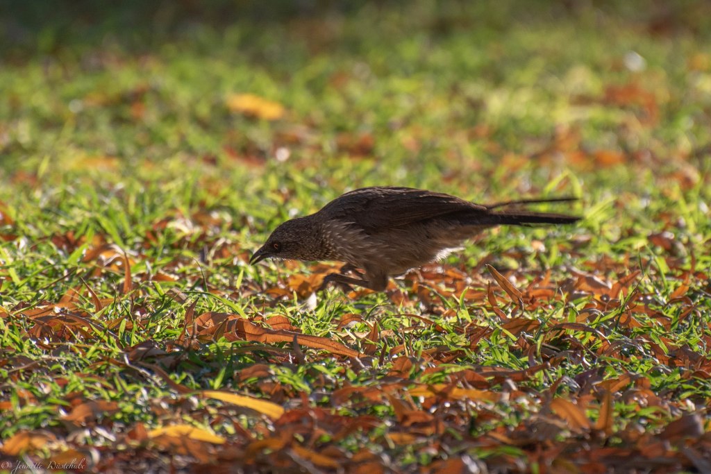 20181113_jwunbenannt_6788